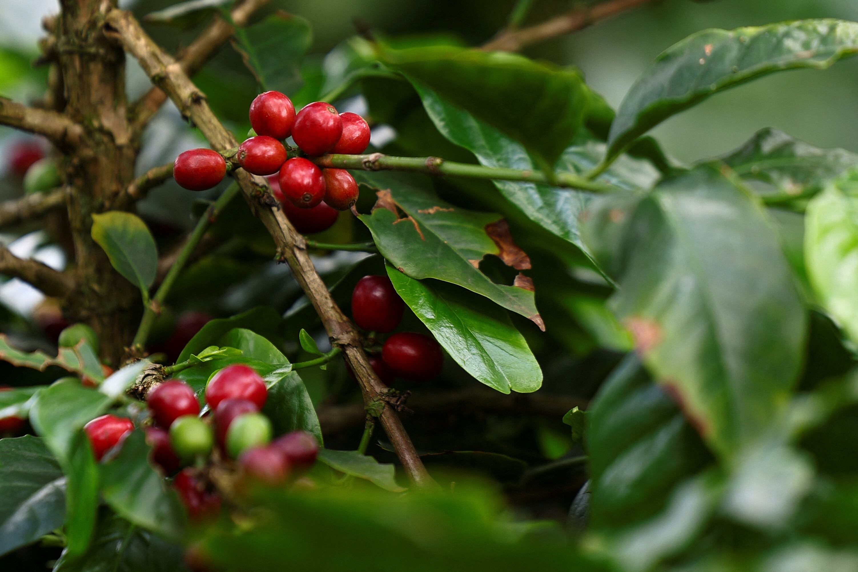 Los productores de café en Nicaragua ofrecen salarios más altos, alimentación, transporte y horarios flexibles para atraer mano de obra. (REUTERS/Luisa González)