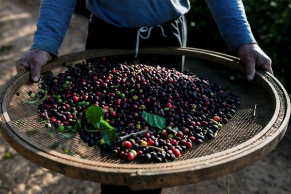 En Nicaragua, los finqueros deben buscar cortadores casa por casa para la cosecha de café