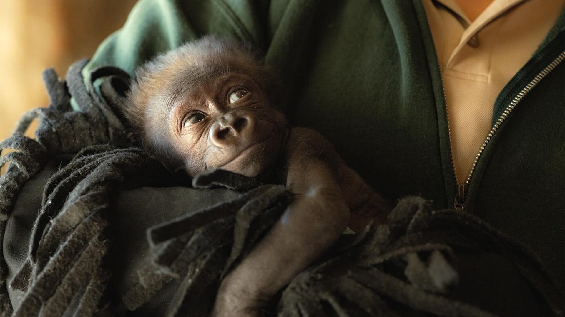 La diversidad del parto entre primates incluye especies con canales de parto restrictivos y otras, como lémures y titíes, con adaptaciones que facilitan el nacimiento (Facebook/Forth Worth Zoo)