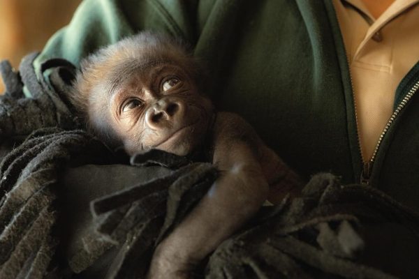 Estudios revelan que el parto en los primates puede ser más difícil que en los humanos