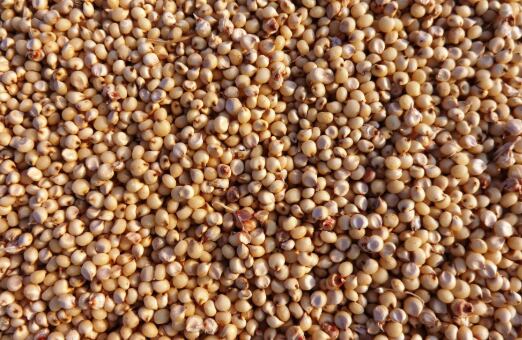 El sorgo es un grano antiguo menos habitual fuera de algunas regiones y tiene potencial nutricional (mundorganic.com)