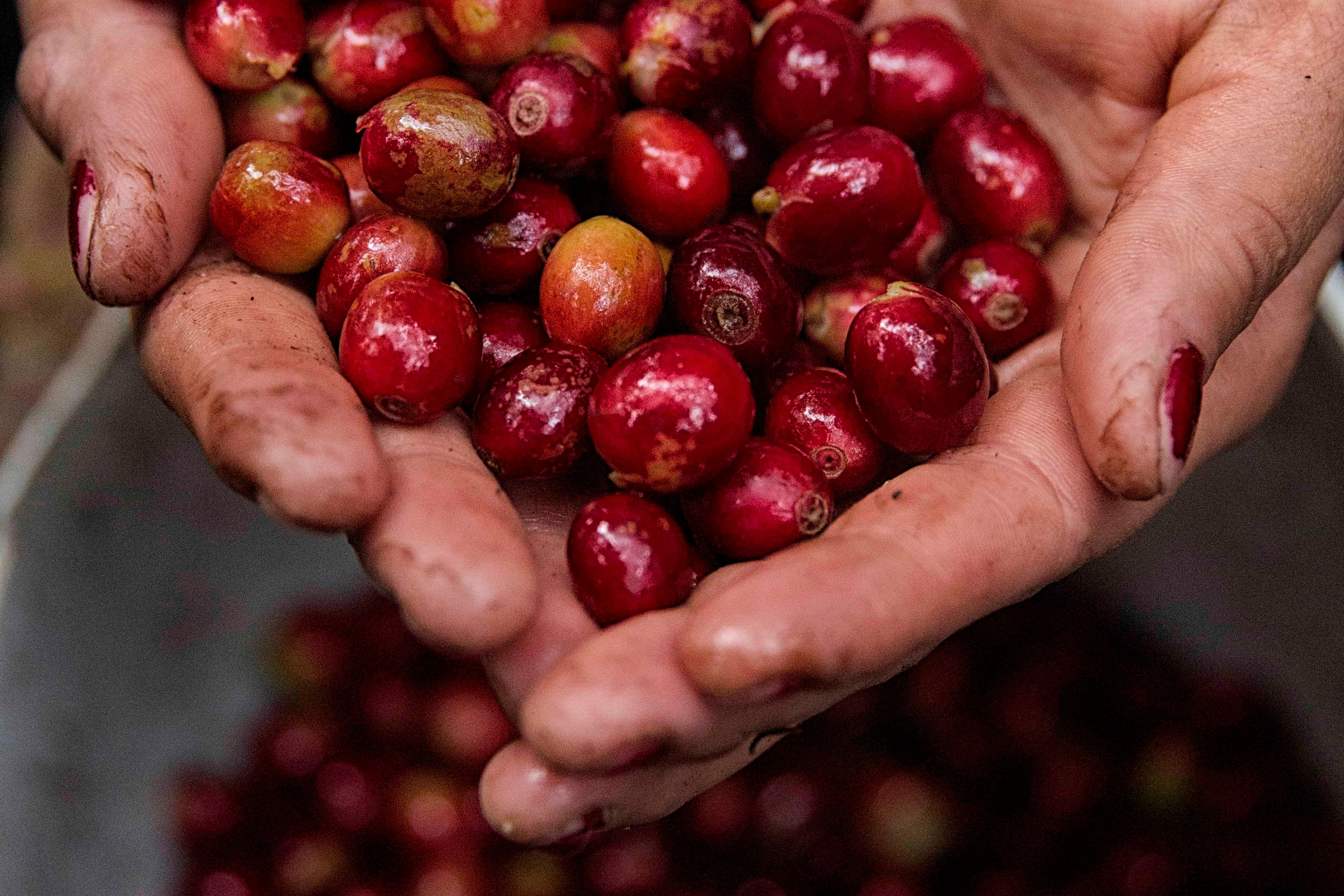 La comisión de Hacienda avaló la extensión del instrumento administrado por Bandesal, que estaba próximo a vencer en julio de 2026, para sostener créditos al café hasta 2031 ante precios, roya y clima. EFE/Gustavo Amador