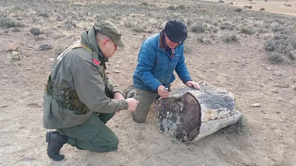 Tras el relevamiento realizado por científicos y personal de Gendarmería Nacional, las muestras fueron trasladadas al Museo Paleontológico de Bariloche para su conservación y estudio