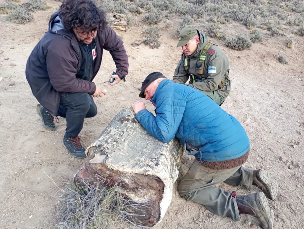 Los especialistas identificaron más de trece ejemplares de árboles petrificados. Foto: Gobierno de Río Negro