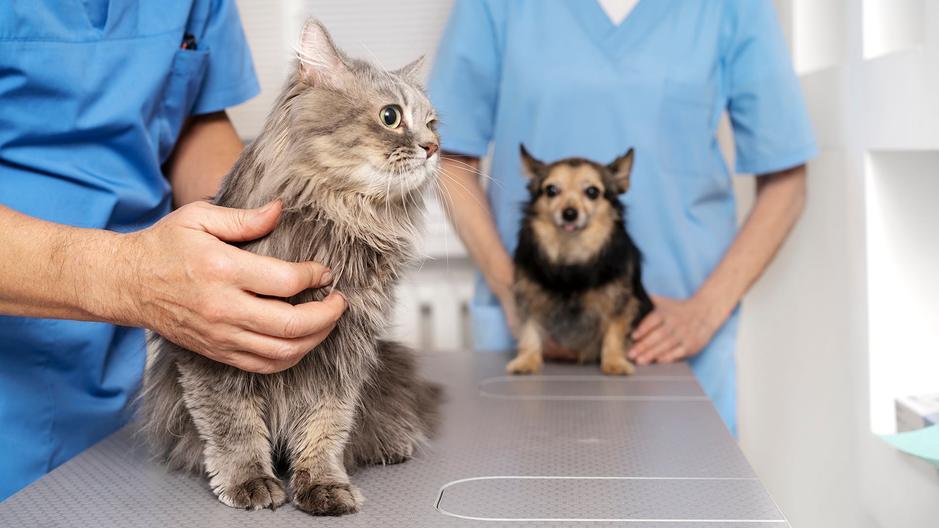 En la atención veterinaria, el sobrepeso y la obesidad figuran entre los diagnósticos más frecuentes (Freepik)