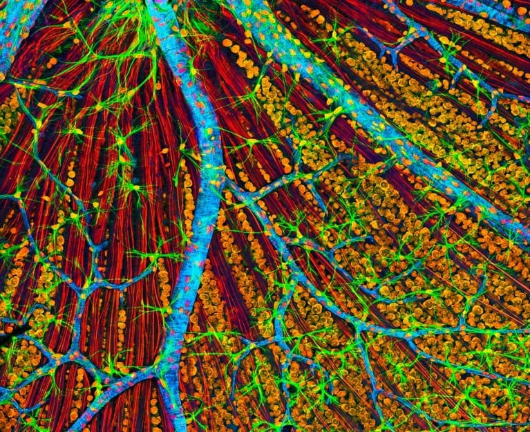 Por primera vez, una persona recibió una terapia experimental para rejuvenecer células envejecidas mediante activación genética (Thomas Deerinck, NCMIR/Science Photo Library)