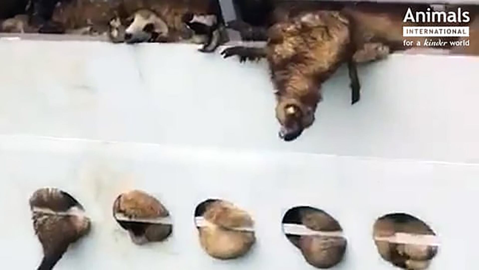 El caso del Trust 1 en 2015 marcó un antes y un después y originó el Día Internacional de Concienciación sobre la Exportación de Animales Vivos
