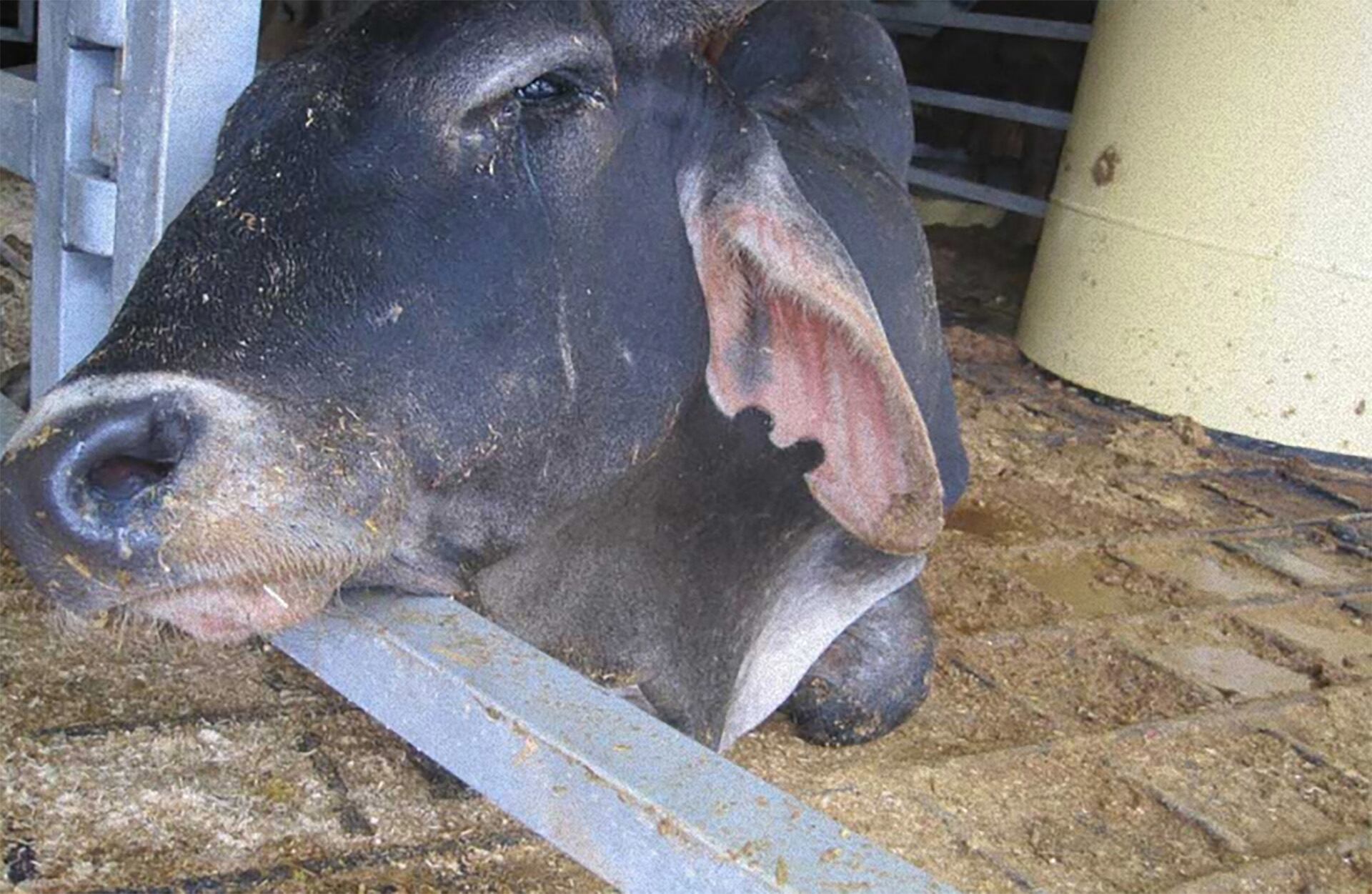 Diversos incidentes recientes evidencian la fragilidad del sistema y la crueldad a la que son sometidos los animales