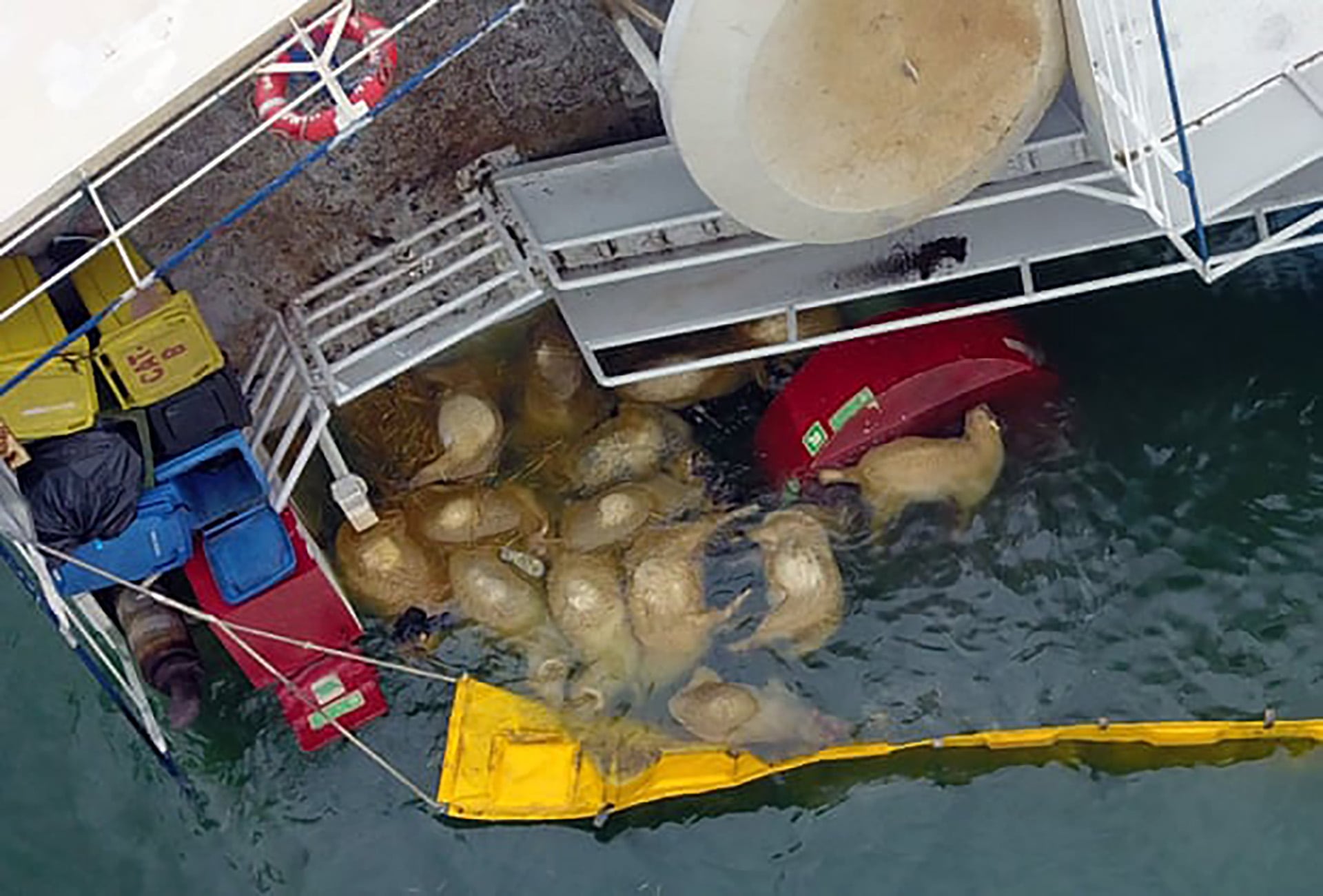 El transporte marítimo de animales vivos genera severos daños ambientales y riesgos sanitarios, según denuncian organizaciones
