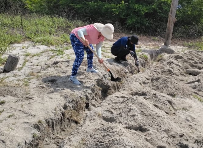 Preparación de las áreas de anidación de las tortugas marinas en la playa de Punta Chame, en Panamá. (MiAmbiente)