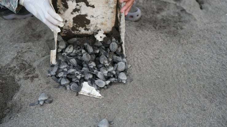 Más de 340 mil tortugas marinas fueron liberadas en las playas panameñas en el 2025. (MiAmbiente)