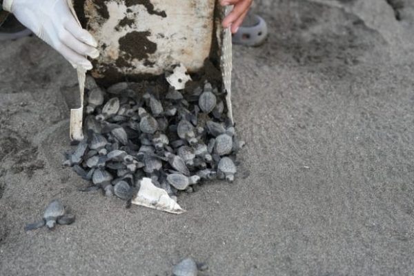Las tortugas marinas vuelven a depositar sus huevos en las playas panameñas