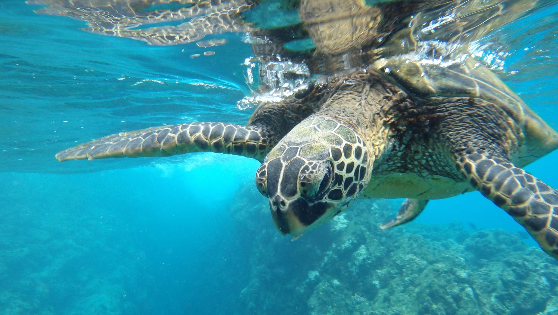 Las tortugas marinas mantienen la salud de los pastos marinos y regulan las poblaciones de medusas. (Magnific)