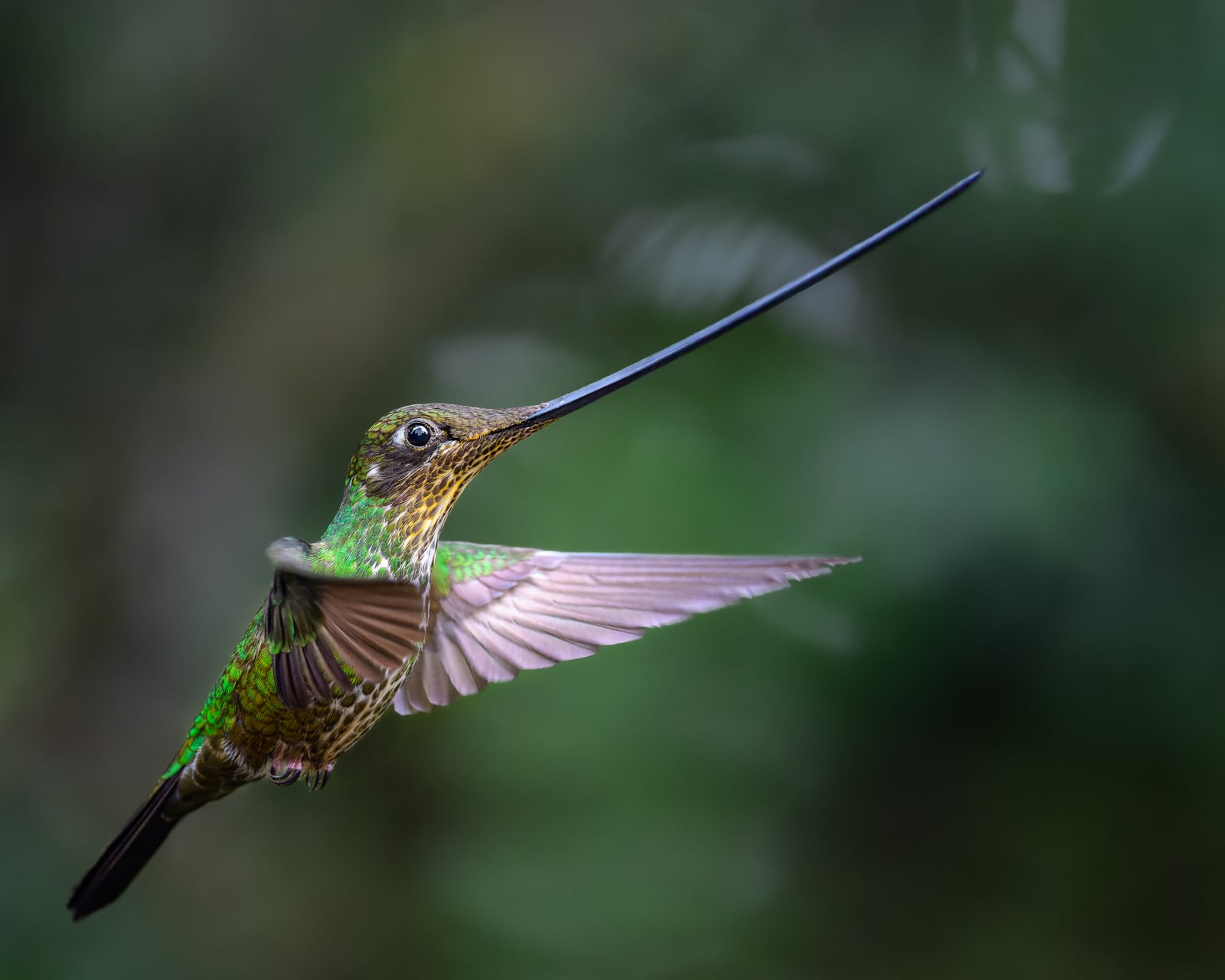 El Ensifera ensifera mide entre 13 y 14 centímetros y, con la cola, puede superar los 21 centímetros, lo que lo ubica entre los colibríes de mayor tamaño 