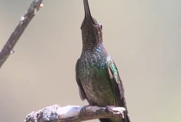 Más de 10 centímetros y los Andes como hábitat: así es el colibrí picoespada, el ave con el pico más largo del mundo