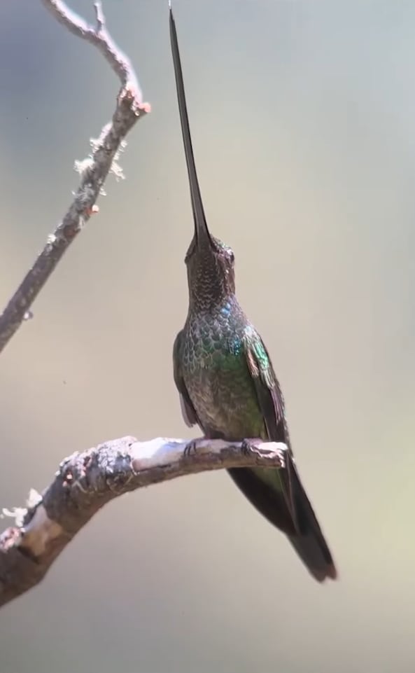 Más de 10 centímetros y los Andes como hábitat: así es el colibrí picoespada, el ave con el pico más largo del mundo