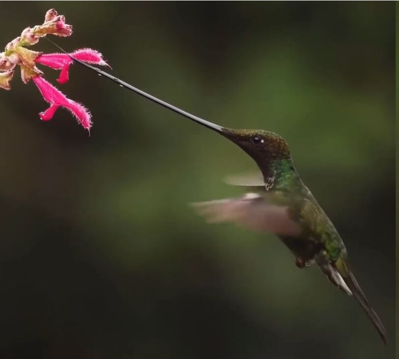 El colibrí picoespada habita los bosques nublados andinos desde Venezuela hasta Bolivia, donde abundan las flores tubulares de las que obtiene néctar (YouTube: @ValleNuevoTV)