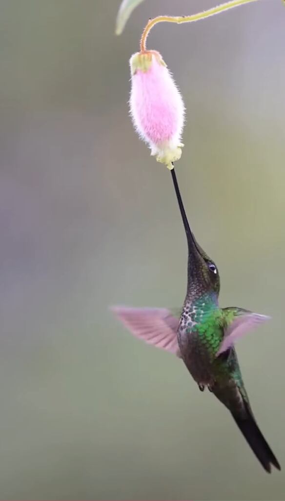 La selección natural favoreció en el Ensifera ensifera un pico largo que le permite acceder a flores con corolas profundas y ocupar un nicho ecológico casi exclusivo (YouTube: @clubdevidatv)
