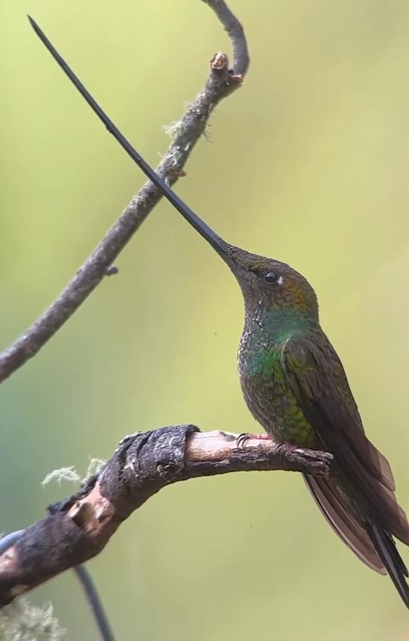 La relación entre el colibrí picoespada y las flores andinas constituye un caso de coevolución en el que ambas especies desarrollaron extremos morfológicos complementarios (YouTube: @clubdevidatv)