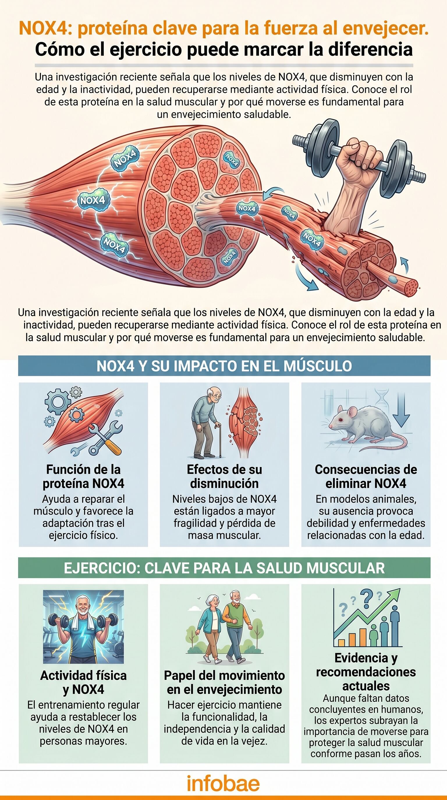 Los investigadores observan señales de fragilidad cuando disminuye una vía clave en el tejido muscular. (Imagen Ilustrativa Infobae)