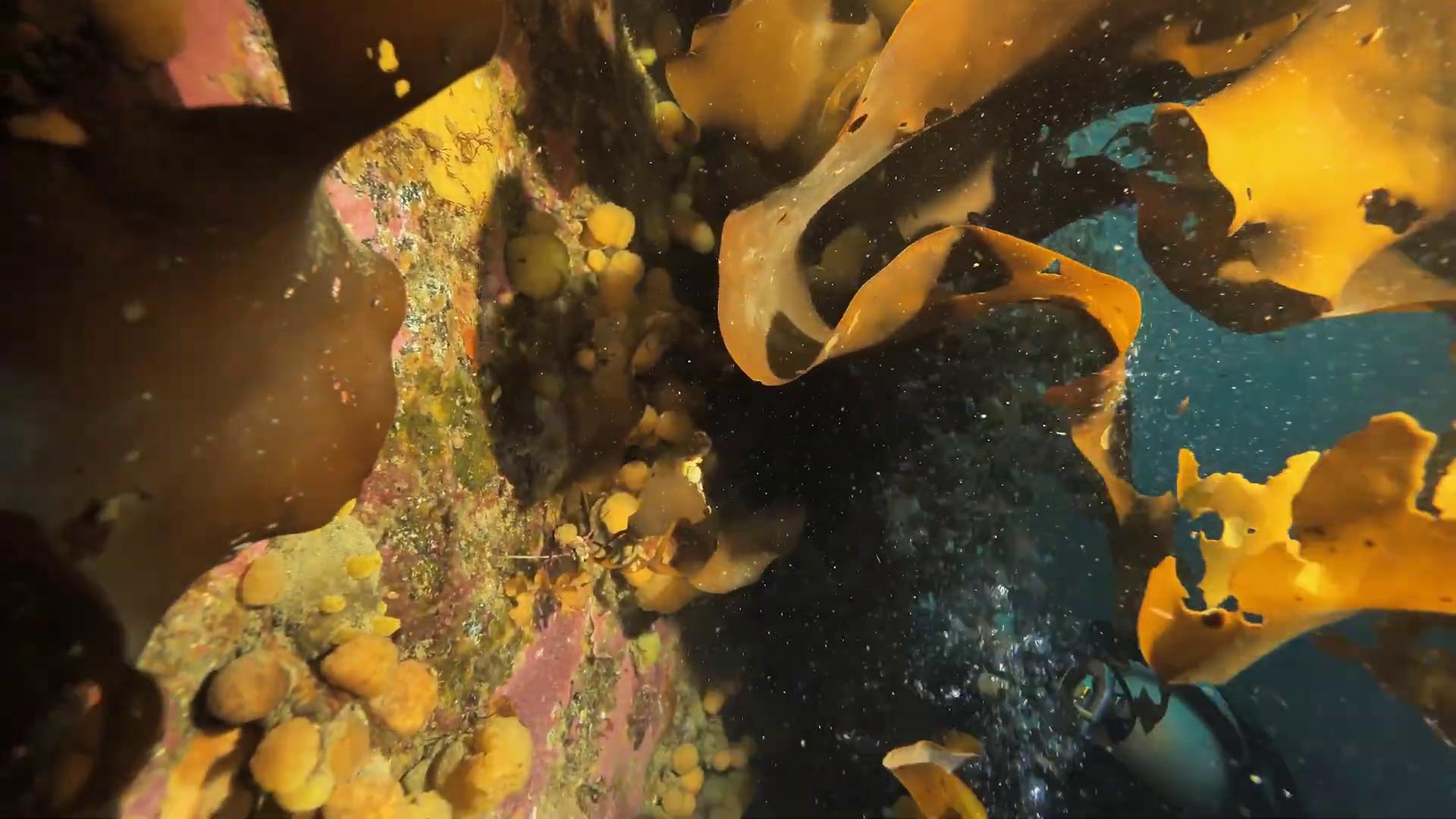 El proyecto se enfocó en una bacteria asociada a ascidias que produce un compuesto de interés para el desarrollo de fármacos (Captura de video: YouTube/@usouthflorida)