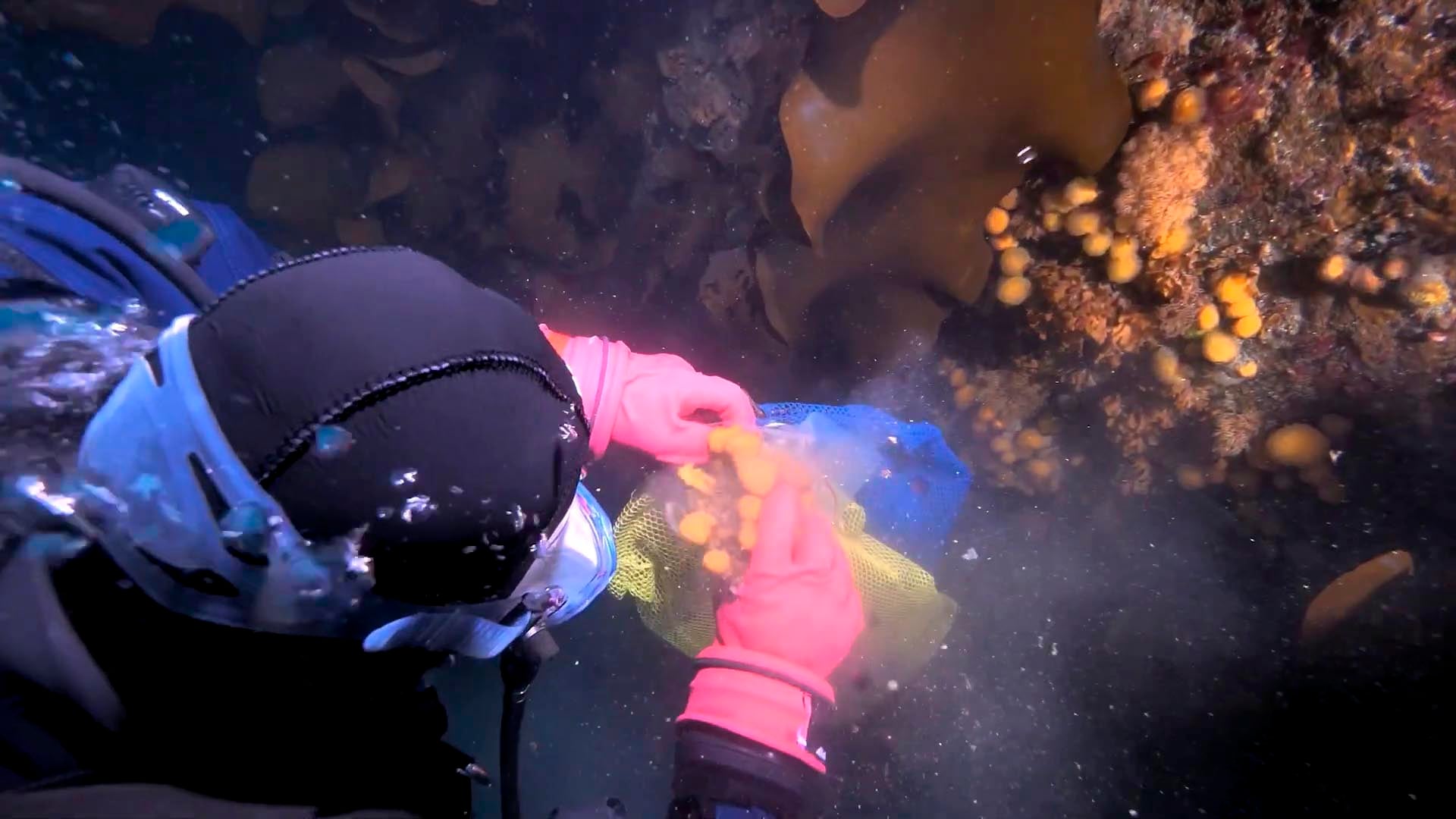 Ben Meister, responsable de seguridad de buceo, detalló que las inmersiones se realizaron en condiciones operativas exigentes (Captura de video: YouTube/@usouthflorida)