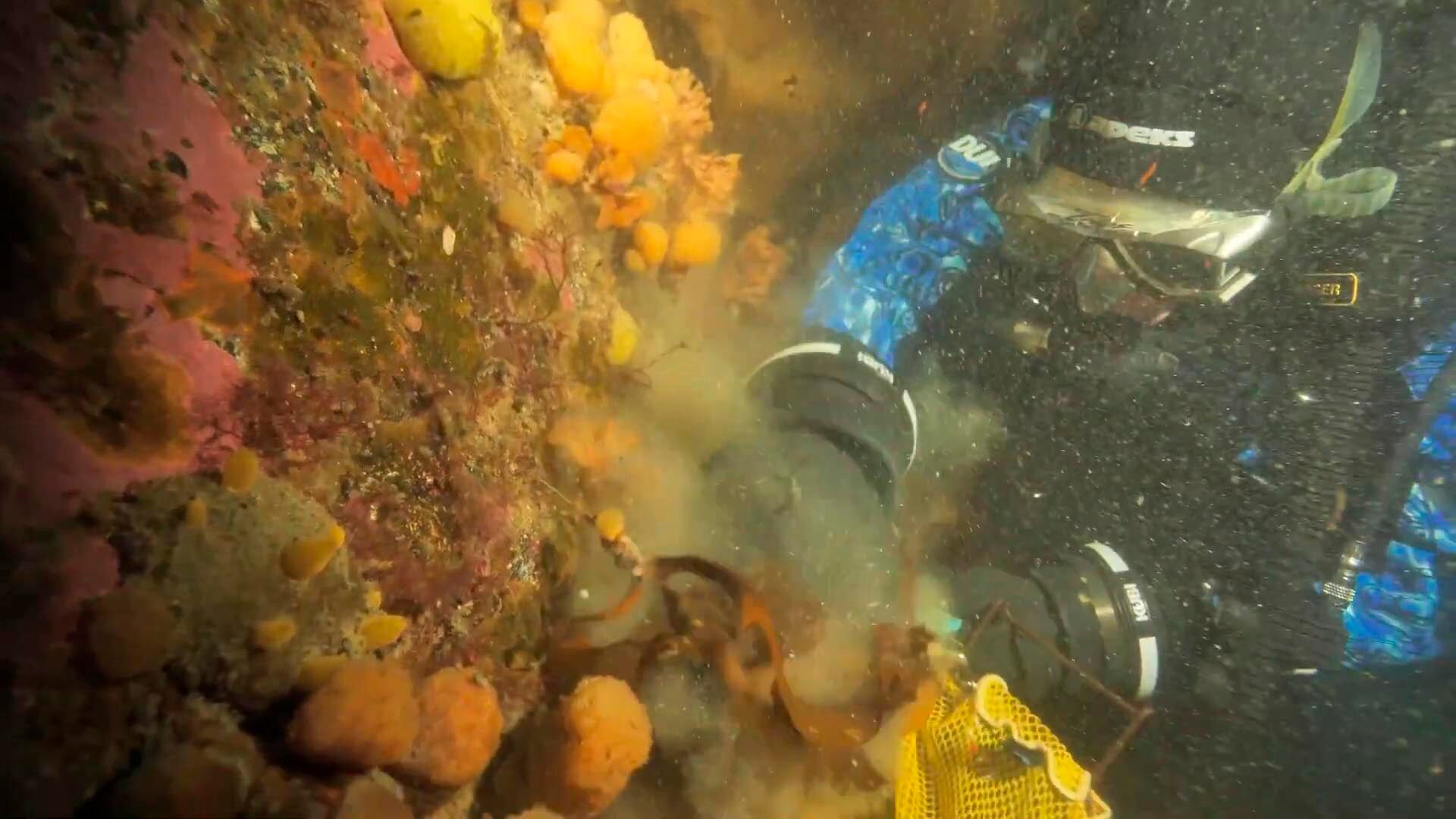 Investigadores de la Universidad del Sur de Florida (USF) estudiaron ascidias antárticas por su potencial en líneas de investigación contra el melanoma (Captura de video: YouTube/@usouthflorida)