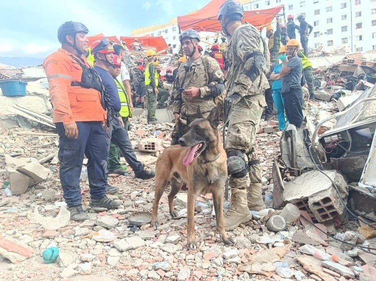 El animal pertenece a un equipo especial de las Fuerzas Armadas y están trabajando en Venezuela