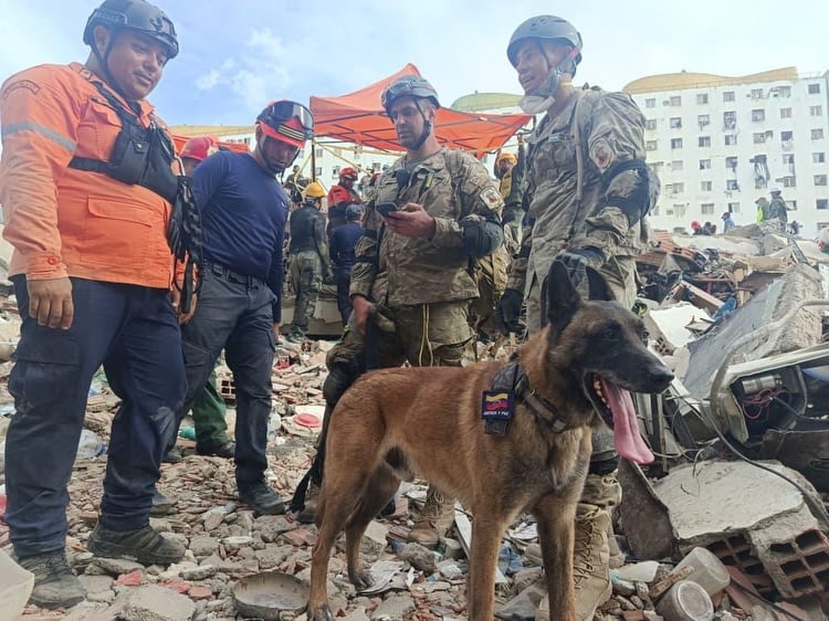 Quién es “Bart”, el perro argentino que ayudó en el rescate de dos niños atrapados entre los escombros en Venezuela