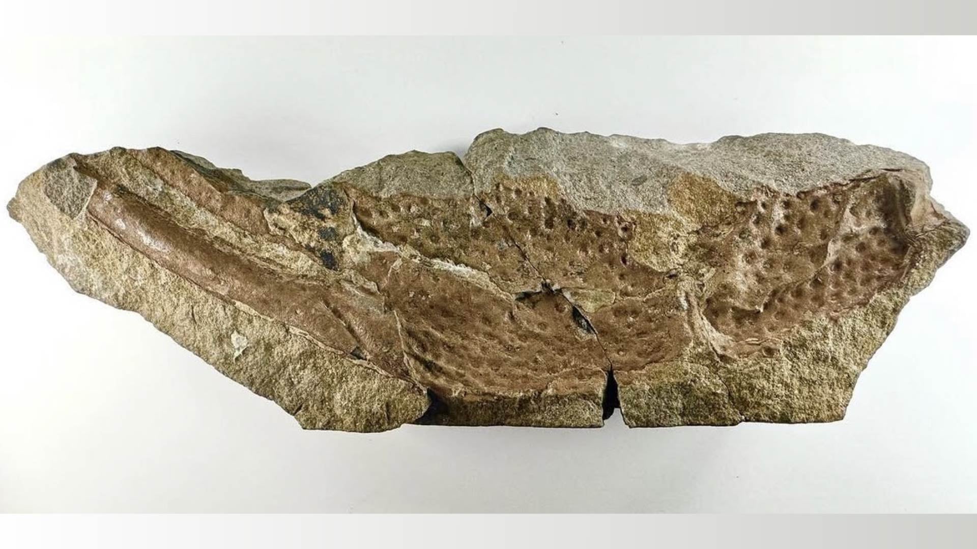 El estudio de los restos del escorpión Praearcturus gigas modifica la comprensión del gigantismo en los artrópodos y plantea preguntas sobre los primeros grandes depredadores en tierra firme. (Natural History Museum)