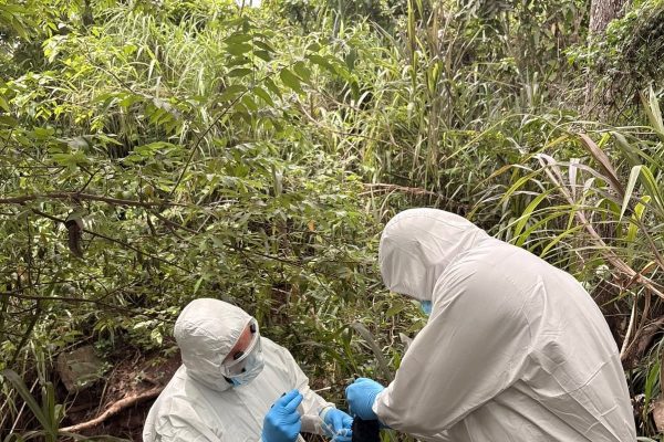 Senasa mantiene vigilancia en el occidente de Honduras tras detectar brote de influenza aviar en aves silvestres
