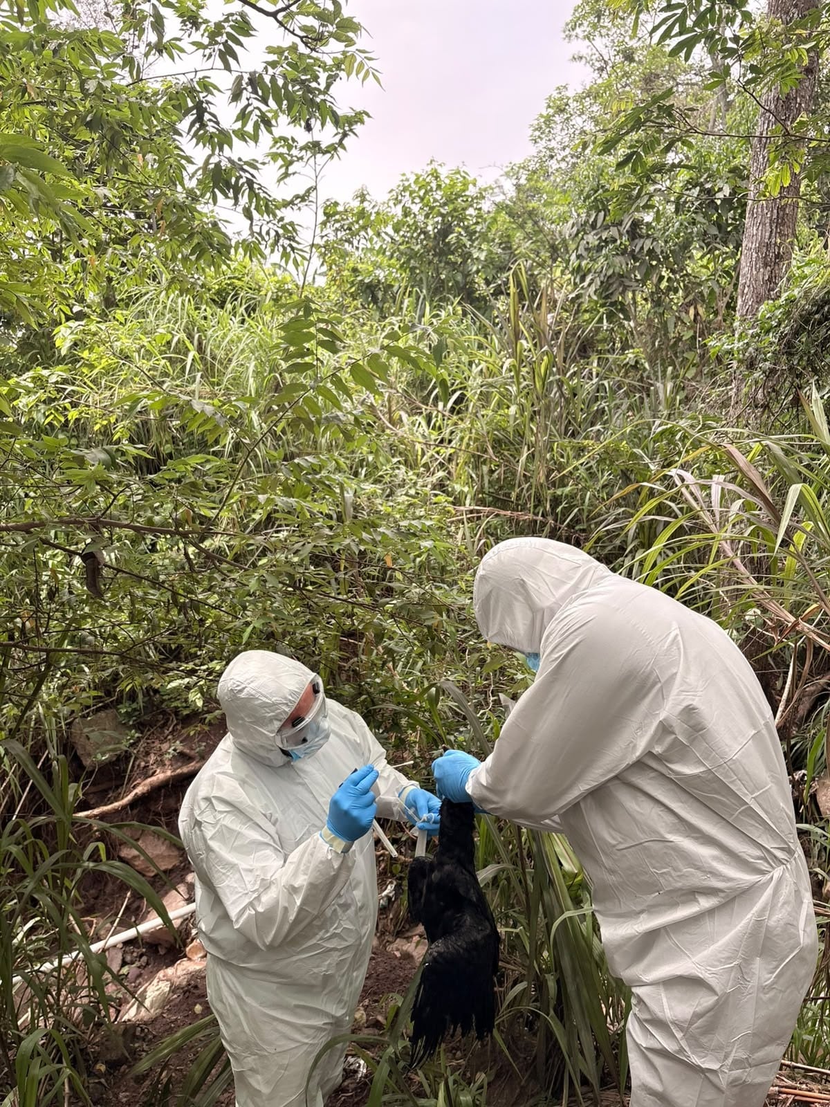 Senasa mantiene vigilancia en el occidente de Honduras tras detectar brote de influenza aviar en aves silvestres