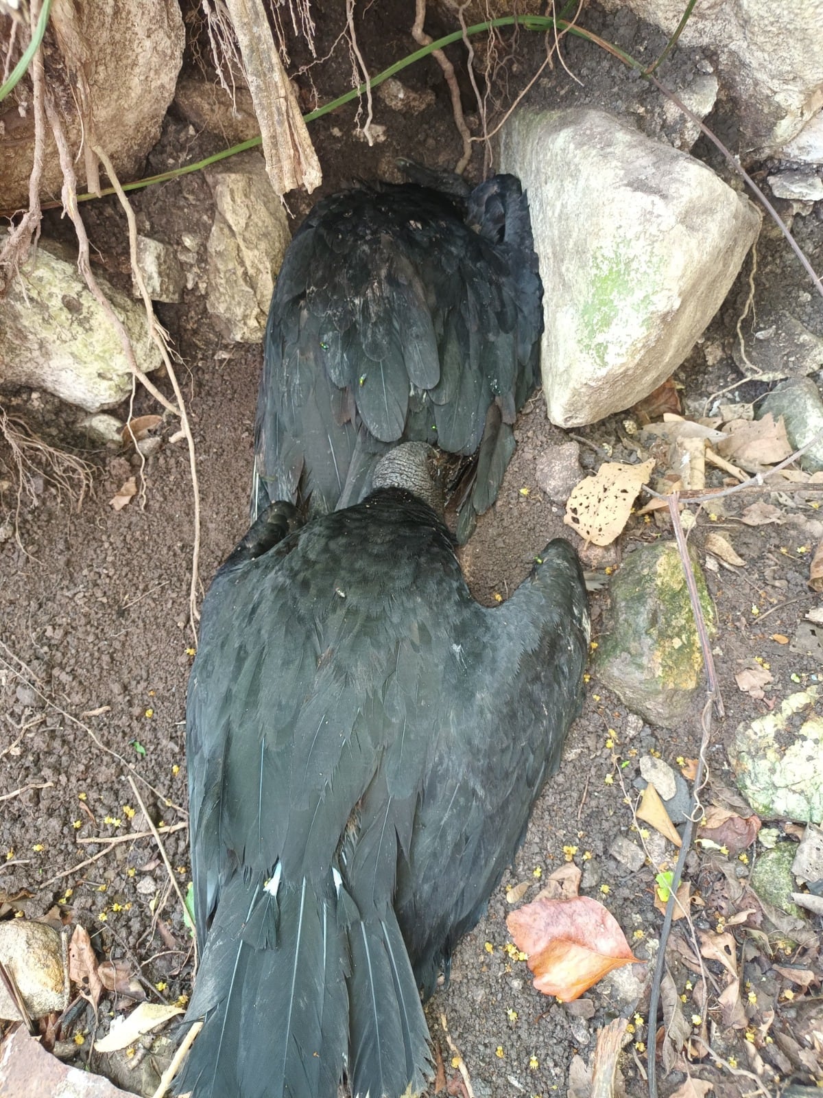La gripe aviar en aves silvestres llevó a Honduras a reforzar la vigilancia epidemiológica en varias zonas del país.