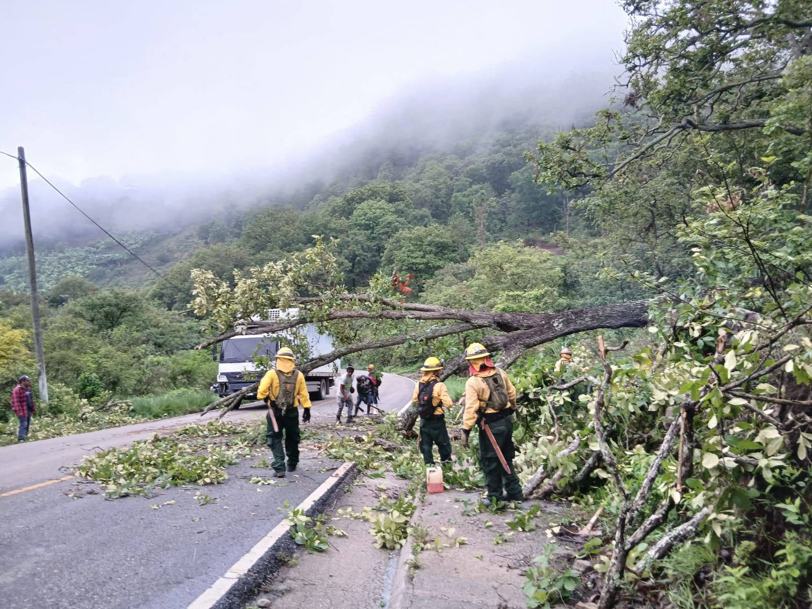 La caída de árboles representa el 21.2% de las emergencias atendidas por CONRED en esta temporada (Cortesía Conred).