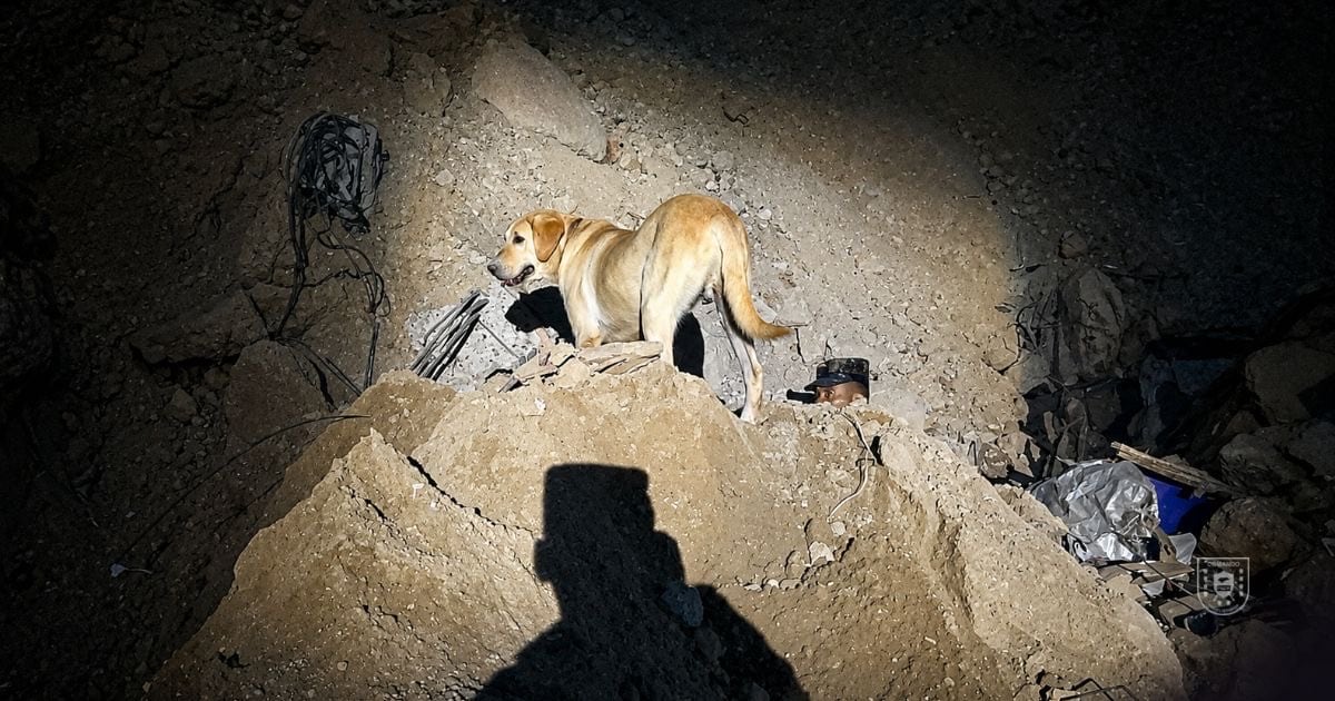 Cada señal de los caninos obligó a detener maquinaria y concentrar recursos en áreas con indicios de presencia humana.