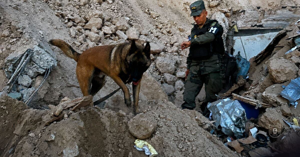 Cada señal de los caninos obligó a detener maquinaria y concentrar recursos en áreas con indicios de presencia humana.