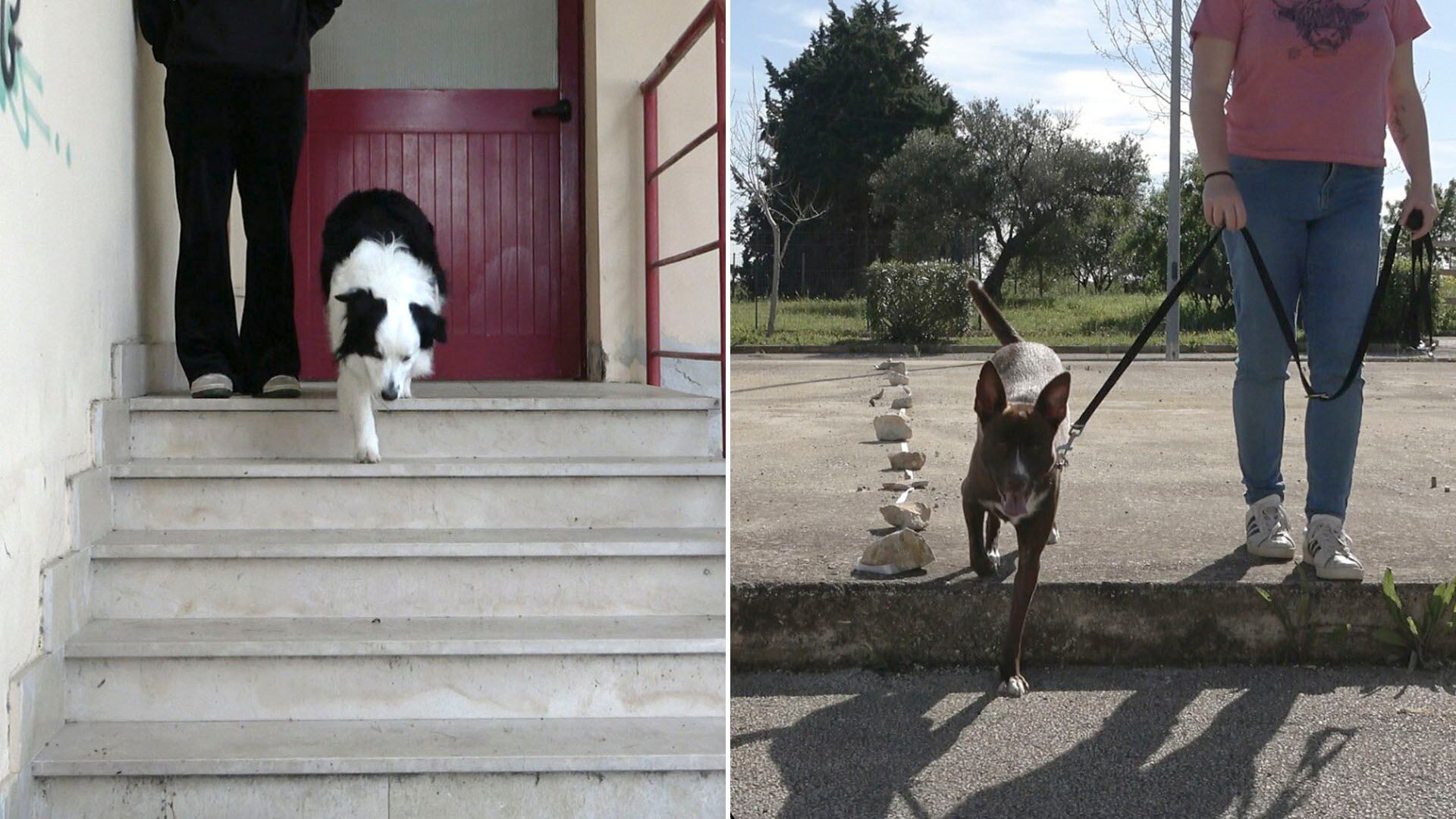 El test de la escalera es una prueba en la que el perro, sentado en el escalón más alto, desciende al ser llamado y los investigadores registran con qué pata da el primer paso/Sevim Isparta y equipo - Universidad de Bari (Italia)