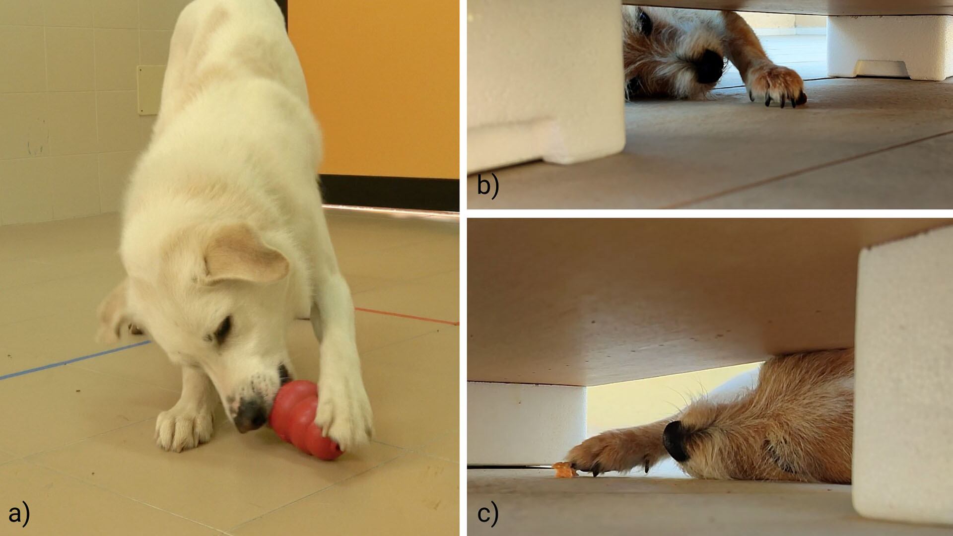 El Doginburgh Inventory clasificó a los perros en cinco categorías de lateralidad: zurdo fuerte, zurdo débil, ambidiestro, diestro débil y diestro fuerte/ Sevim Isparta y equipo - Universidad de Bari (Italia)
