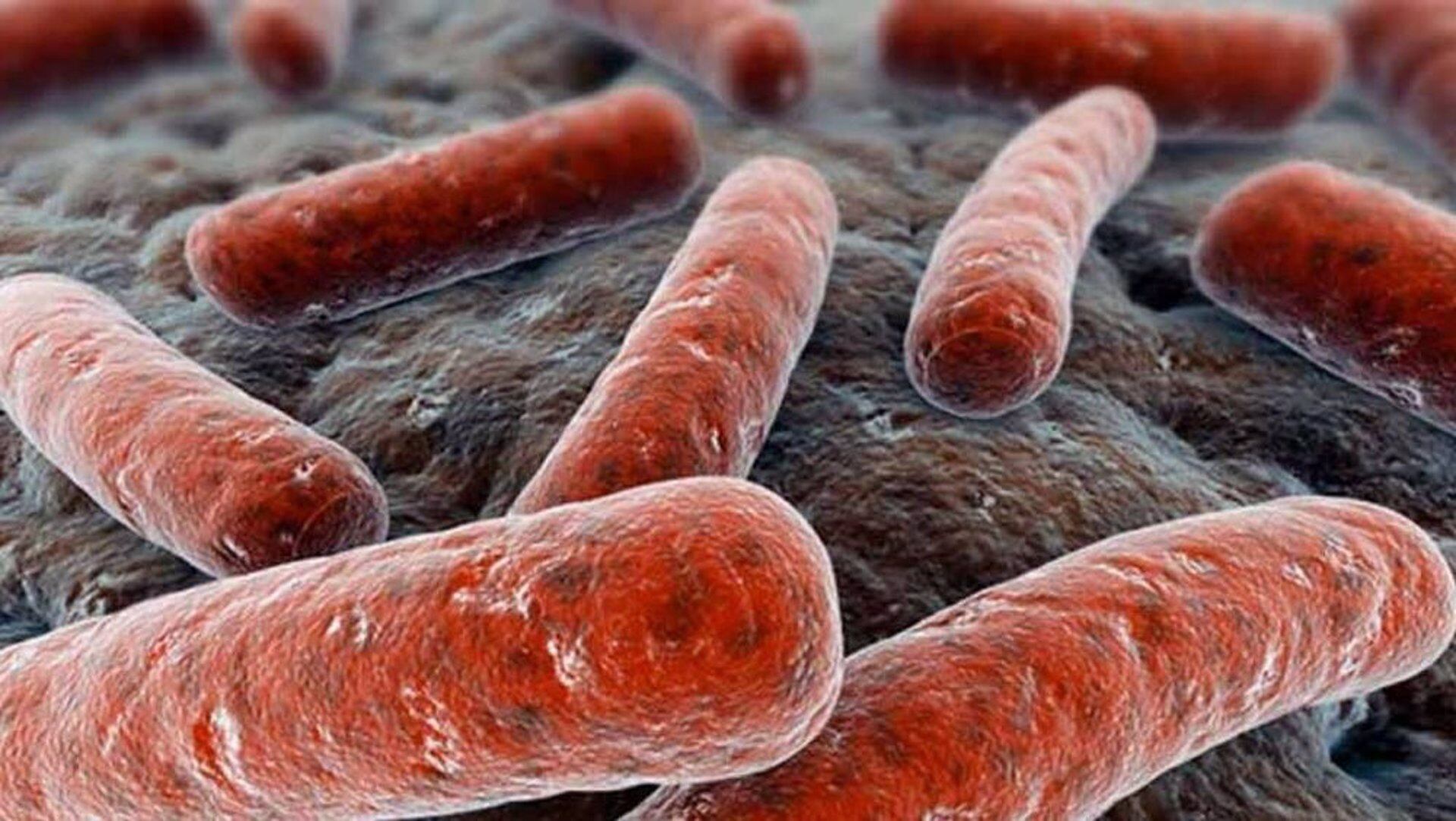 Los investigadores reconstruyeron 216 genomas completos de Mycobacterium tuberculosis con muestras clínicas de pacientes de la Comunidad Valenciana./Archivo CSIC 