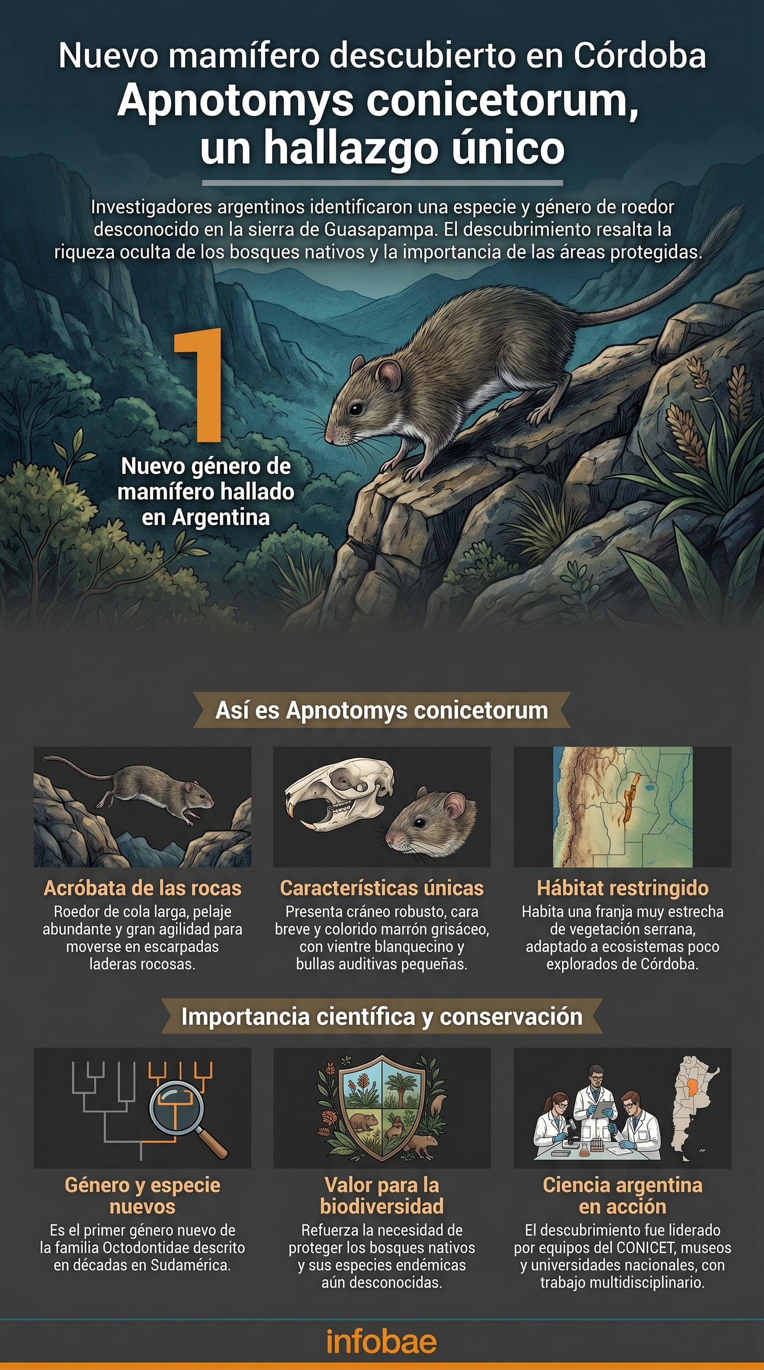 Científicos argentinos descubrieron una nueva especie y género de mamífero, Apnotomys conicetorum, en los bosques serranos del oeste de Córdoba, marcando un hito en la biodiversidad sudamericana. (Imagen Ilustrativa Infobae)