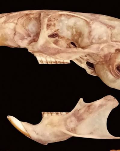 El hallazgo de la rata vizcacha de Guasapampa confirma que aún existen especies desconocidas en Argentina y destaca la importancia de los bosques nativos (Conicet) 