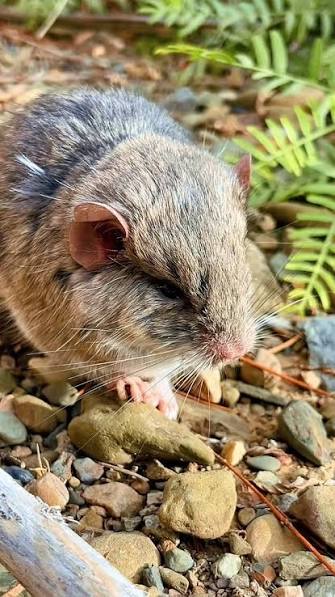 El nuevo género y especie de roedor fue identificado mediante análisis filogenéticos y morfológicos que revelaron divergencias genéticas superiores al 9 por ciento (Conicet) 