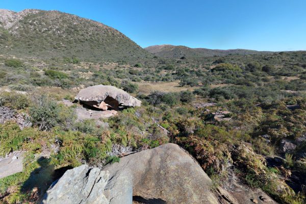 Un roedor desconocido para la ciencia fue descubierto en Córdoba y redefine la biodiversidad argentina