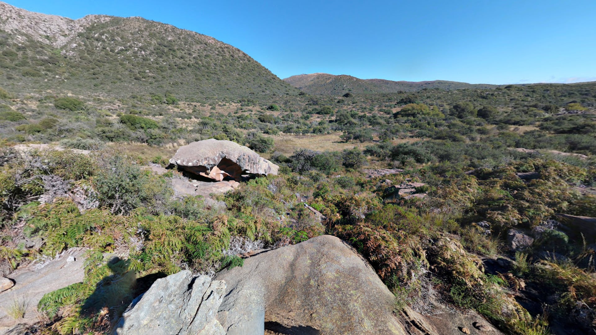Un roedor desconocido para la ciencia fue descubierto en Córdoba y redefine la biodiversidad argentina