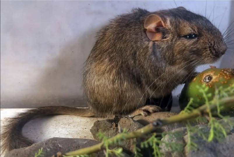 Apnotomys conicetorum es un roedor recién descubierto en Córdoba que habita una franja de bosques serranos protegidos por el Parque Nacional Traslasierra (Conicet) 