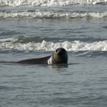 Una cría de elefante marino rescatada al nacer regresó al mar: siete meses de rehabilitación y el costo de la imprudencia humana
