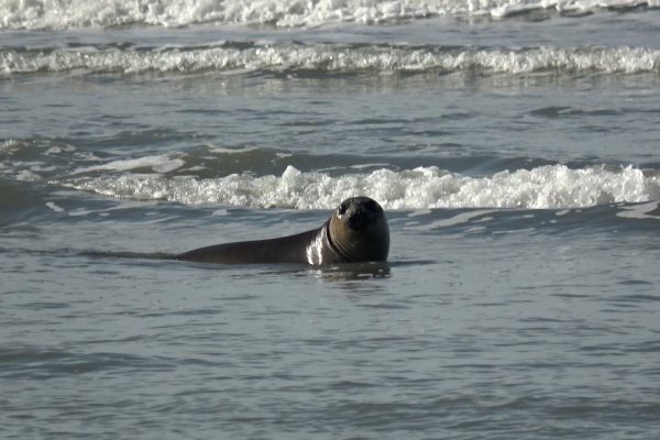 Una cría de elefante marino rescatada al nacer regresó al mar: siete meses de rehabilitación y el costo de la imprudencia humana