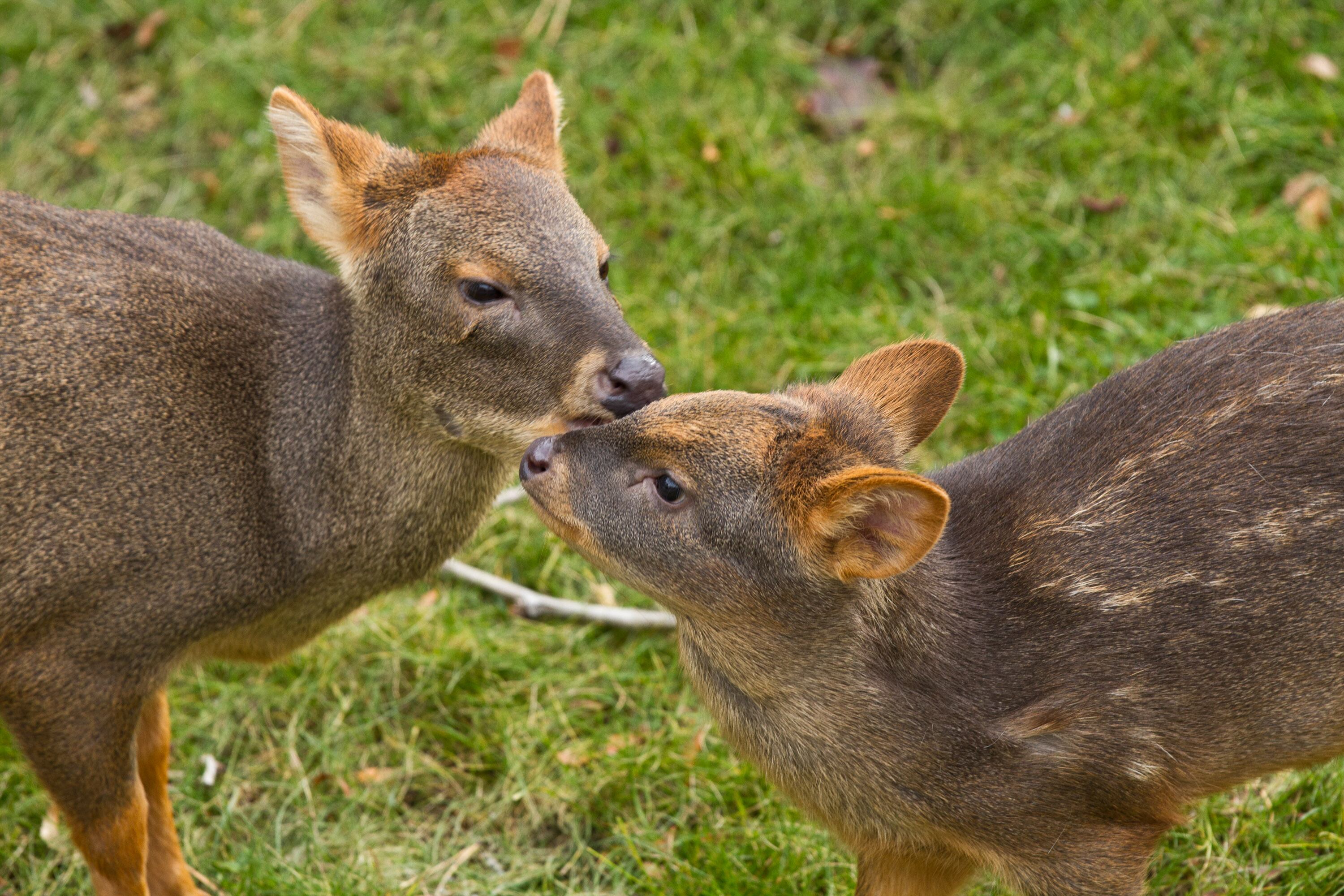 El pudú es el ciervo más pequeño del mundo, con una altura promedio de solo 25 a 40 centímetros. (WikiCommons/Evan Hargus)