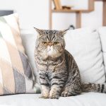 Vivir con gatos no está relacionado con empeoramiento del asma en los niños