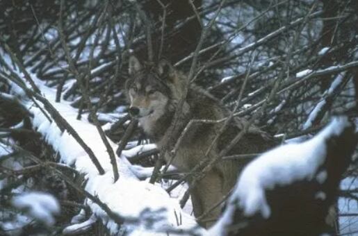 El Servicio de Parques Nacionales de Estados Unidos informó que el lobo interactuó varias veces con tiendas, mochilas y visitantes en Three Mile Campground. (National Park Service)
